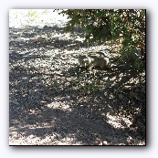   (ground squirrel)