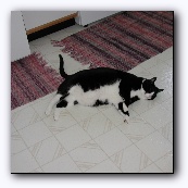       ,    <b></b>   :-)