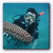 Sea cucumber