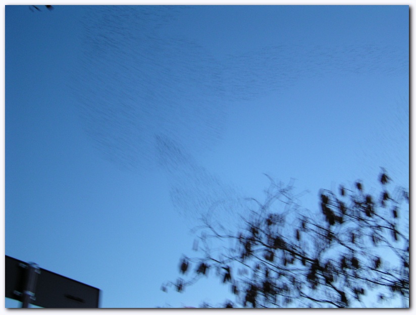 801x600 pixels (129K)
