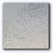 "...and sparrows are flying again!" S.King -     
