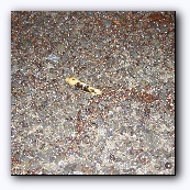 Banana slug
