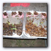 US Army Survival Guide: "...Insects provide 65 to 80
percent protein compared to 20 percent for beef. This fact makes insects an important, if not overly appetizing, food source..."