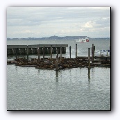 Harbour seals - " i ,  ii ..."