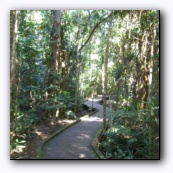 Rainforest