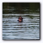 Manatee,  ?!