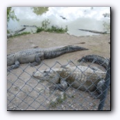 Alligator Farm