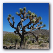Joshua tree-  