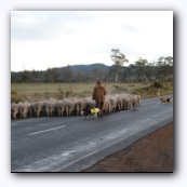 Sheep, when there is a lot of them, have the right-of-way :-)