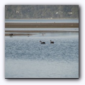 The black swans