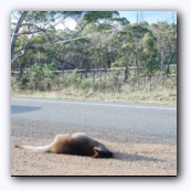  wallaby ( )  ,      .