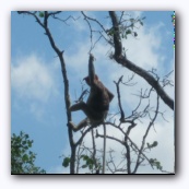 Proboscis monkeys
