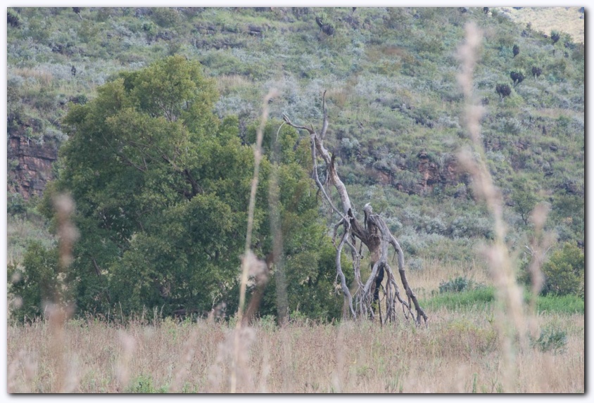 822x550 pixels (225K)