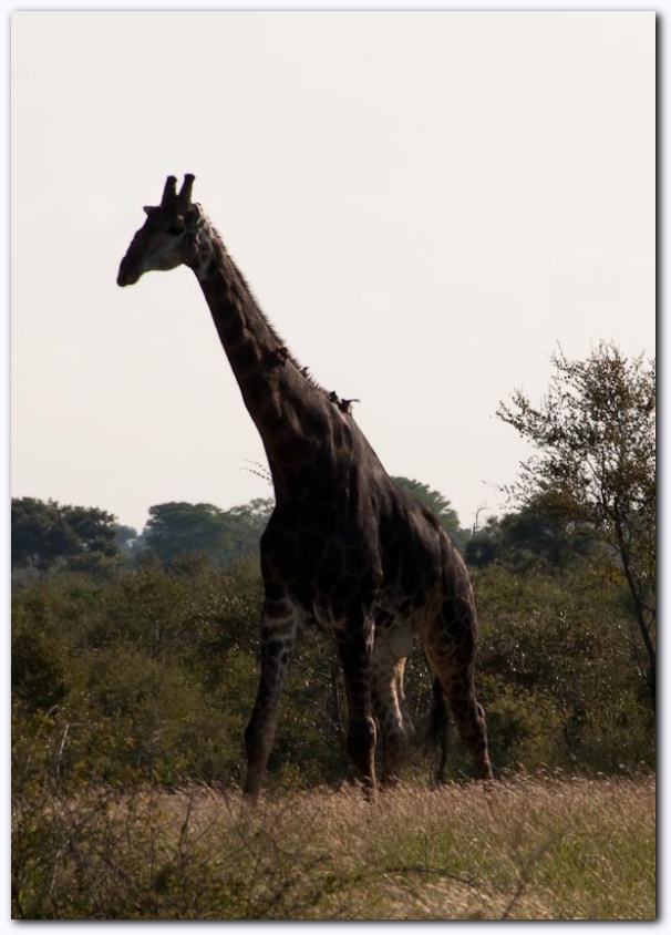 584x821 pixels (128K)