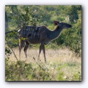  Kudu,     biltong