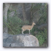 Springbock
