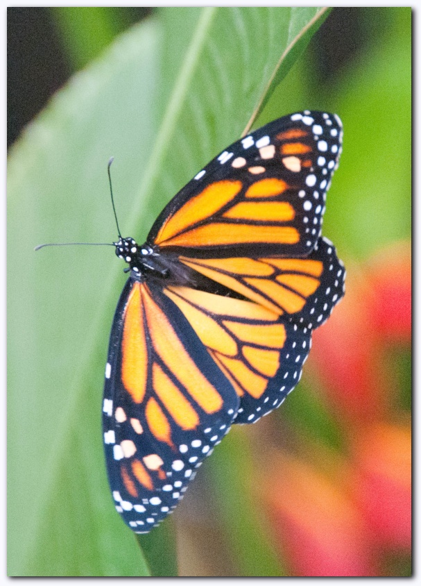 585x821 pixels (214K)